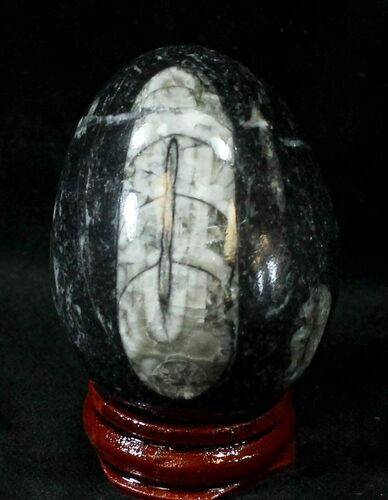 Polished Fossil Orthoceras (Cephalopod) Egg #23755
